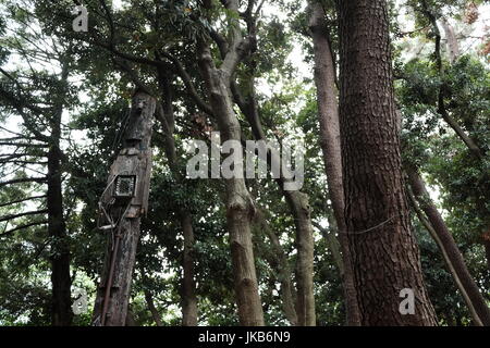 Eine alte verfallene Telefonmast im Wald Stockfoto