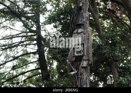 Eine alte verfallene Telefonmast im Wald Stockfoto