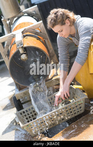 Oyster Farmer reinigt ihre Produkte in der Nähe der berühmten Bassin darcachon Stockfoto