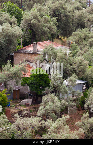 Griechenland, Thessalien Region, Ano Gatzea, Halbinsel Pilion, Olivenhain Stockfoto