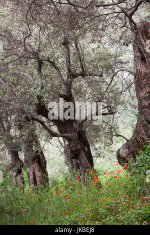 Griechenland, Thessalien Region, Ano Gatzea, Halbinsel Pilion, Olivenhain Stockfoto