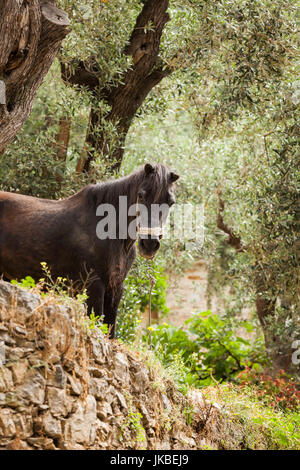 Griechenland, Thessalien Region, Ano Gatzea, Halbinsel Pilion, neugierig Pferd Stockfoto