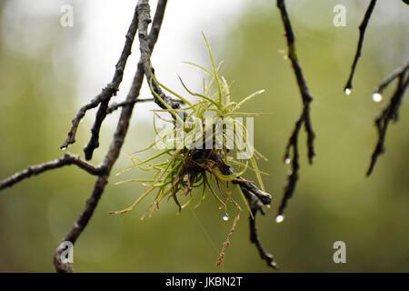 Stachelig und fuzzy Flechten und Moos auf Bäumen mit Wassertropfen und Tau nach Regen Stockfoto