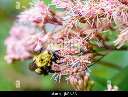 Nahaufnahme Bild einer Biene Fütterung auf Blumen Stockfoto
