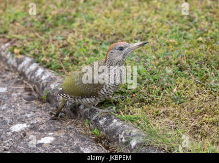 Grünspecht, Picus viridis. Shropshire/Wales Grenzen Stockfoto