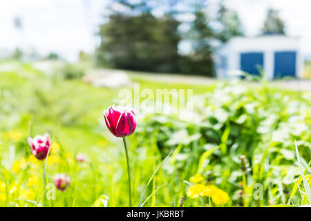 Makro Nahaufnahme von einem rot lila Tulpe im Gartenfeld mit Haus im Hintergrund bokeh Stockfoto