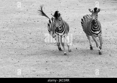 Galoppierende Zebras in schwarz und weiß. Paar von Ebenen Zebra (Equus Quagga) laufen nebeneinander Stockfoto