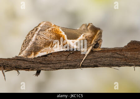 Buff Bögen Motte (Habrosyne Pyritoides) in Ruhe im Profil. Britische Motte in der Familie angezogen Drepanidae Licht in Bath, Somerset, UK Stockfoto