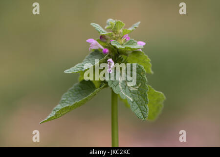 Red Dead-Nessel (Lamium Purpureum) Pflanze in Blüte. Eine Pflanze mit dunklen roten Blüten, auch bekannt als lila Archangle und violette Taubnessel Stockfoto