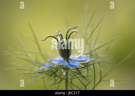 Love-in-a-Mist (Nigella Damascena) Blume und Hochblätter. Blaue Blume der englischen Cottage Garten Anlage, in der die Familie Butterblume, zerlumpt aka lady Stockfoto