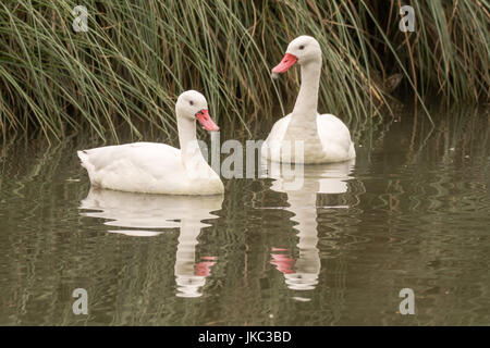 Paar Coscoroba Schwäne (Coscoroba Coscoroba). Kleinste Schwan aus Südamerika, in der Familie Anatidae, Unterfamilie Anserinae Stockfoto