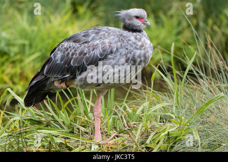 Südlichen Screamer (Chauna Torquata). Großer südamerikanischen Vogel aka crested Screamer, in der Familie Anhimidae, gefunden in tropischen Feuchtgebieten Stockfoto