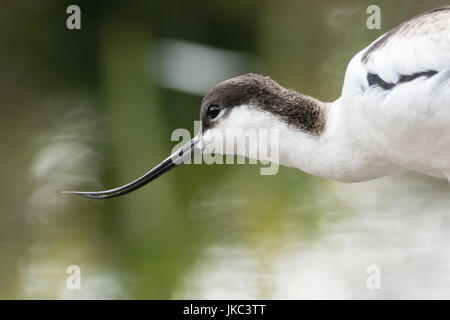 Trauerschnäpper Säbelschnäbler (Recurvirostra Avosetta) Kopf und Schnabel. Großen schwarzen und weißen Wader in der Säbelschnäbler und Stelzenläufer Familie, Recurvirostridae Stockfoto