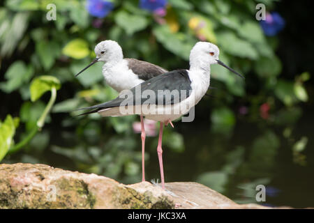 Paar Stelzenläufer (Himantopus Himantopus). Langbeinige Wader in der Familie Recurvirostridae, auch bekannt als gemeinsame oder Trauerschnäpper Stelzenläufer Stockfoto