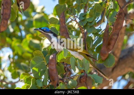 Männliche blau-faced Honigfresser, Entomyzon Cyanotis im Undara, Queensland, Australien Stockfoto