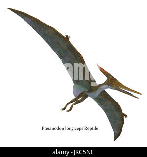 Pteranodon Reptile hochfliegende - Pteranodon war eine fliegende fleischfressende Reptilien, die in Nordamerika in der Kreidezeit lebten. Stockfoto