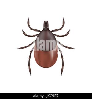 Eine fotorealistische Darstellung eines deer Tick auf weißem Hintergrund isoliert. Vector EPS 10 zur Verfügung. Stock Vektor