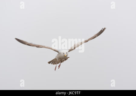 Möwen fliegen, gemeinsame britische Silbermöwe Stockfoto