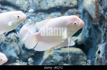 riesiger Gourami Fisch, frisches Wasser in Thailand Stockfoto