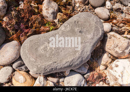 Fossilien von Ammoniten in einem Felsen liegen auf Monmouth Beach, Lyme Regis, Dorset, England, UK Stockfoto