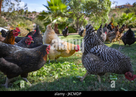 Hühner sind ein Spaziergang und Essen eingekauft Gemüse Stockfoto