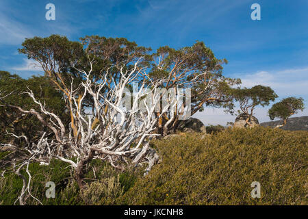 Australien, New South Wales, NSW, Kosciuszko-Nationalpark, Thredbo, Landschaft mit Bäumen Stockfoto