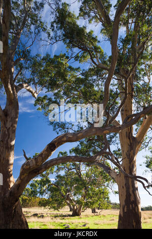 Australien, South Australia, Barossa Valley, Mount Pleasant, Eukalyptusbäumen Stockfoto