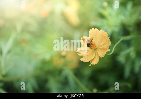 Biene auf gelber Kosmos Blume mit Sonnenlicht und soft-Fokus Stockfoto