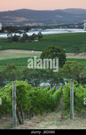 Australien, Victoria, VIC, Yarra Valley, Weinberg Stockfoto