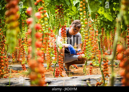 Junger Mann mit Ernte von Tomaten im Gewächshaus Hintergrund Kirsche. Landwirtschaft Stockfoto