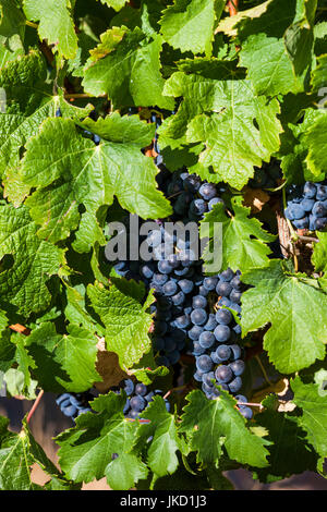 Australien, Western Australia, The Southwest, Weinregion Margaret River, Margaret River, Weinberg Stockfoto