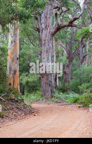 Australien, Western Australia, The Southwest, Walpole, giant tingle Bäume Stockfoto