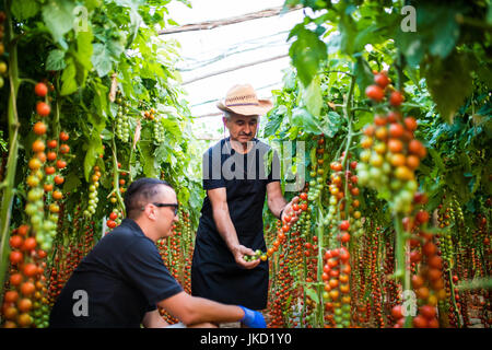 Vater und Sohn, die Ernte selbst angebauten Tomaten im Gewächshaus Stockfoto