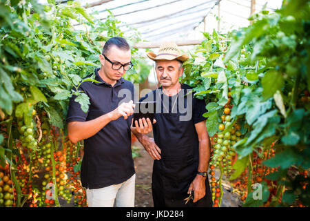 Zwei Landwirtschaft Landwirt Arbeiter Ckecking Bestellungen von Cherry-Tomate auf Tablet von Kunden im Gewächshaus. Unternehmen Landwirtschaft Landwirtschaft Stockfoto