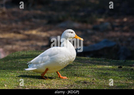 Albino-Ente zu Fuß auf dem Rasen. Stockfoto