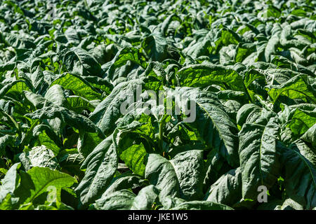 Tabakpflanzen wachsen in einem Feld, Tennessee, USA. Stockfoto