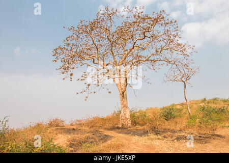 trockenen Baum im Winter mit Wolken im Hintergrund Stockfoto