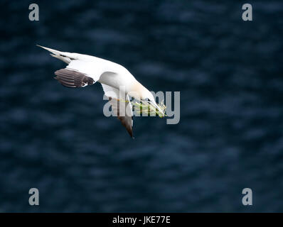 Ein Basstölpel (Morus Bassanus) mit Verschachtelung Material im Flug, Hermaness, Unst, Shetland-Inseln, Großbritannien Stockfoto