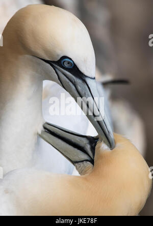 Ein paar Basstölpel (Morus Bassanus) bekräftigen ihre lebenslangen Bindung durch gegenseitiges Putzen, Unst, Shetland, UK Stockfoto