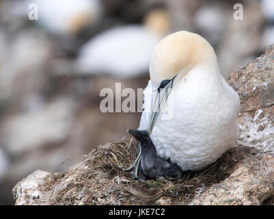 Ein Basstölpel (Morus Bassanus) und es ist sehr junge Küken, Shetland-Inseln, UK Stockfoto