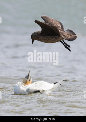 Ein Great Skua (Catharacta Skua) Angriff auf einen Basstölpel (Morus Bassanus), Shetland, UK Stockfoto