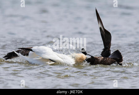 Ein Great Skua (Catharacta Skua) Angriff auf einen Basstölpel (Morus Bassanus) kommt schlechter aber unverletzt aus diesem Anlass Shetland, UK Stockfoto