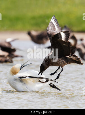 Ein Great Skua (Catharacta Skua) Angriff auf einen Basstölpel (Morus Bassanus), Shetland, UK Stockfoto