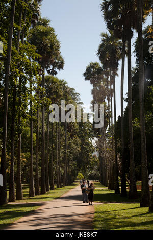 Royal Palm Avenue Peradeniya Botanischer Garten Kandy Zentralprovinz SriLanka Stockfoto