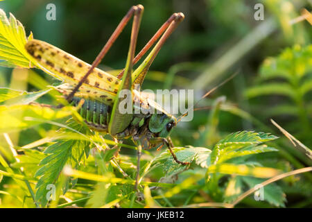 Grashüpfer auf dem Rasen, Blumen, Russland, Dorf, Sommer, Stockfoto