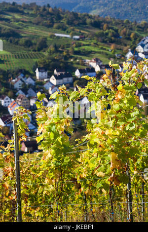 Deutschland, Baden-Württemberg, Stuttgart - Uhlbach, Weinberge oberhalb von Untertürkheim, fallen Stockfoto