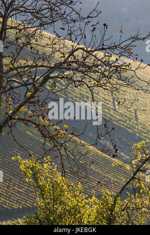 Deutschland, Baden-Württemberg, Stuttgart - Uhlbach, Weinberge oberhalb von Untertürkheim, fallen Stockfoto