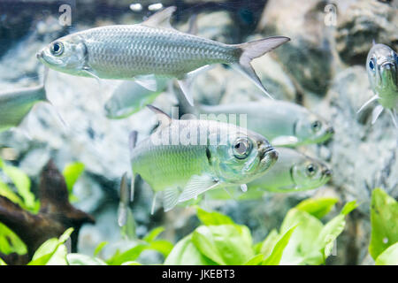 Tarpon Indo-Pazifik oder Megalops Cyprinoides Fisch mit Rasen-Hintergrund Stockfoto