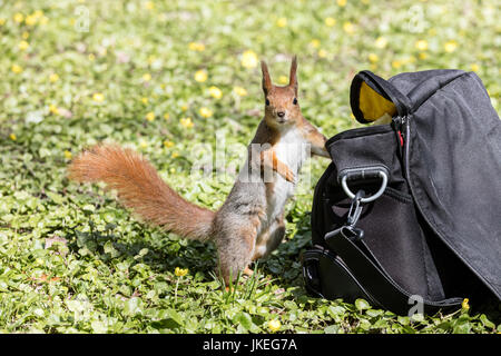 niedliche Eichhörnchen stehen in der Nähe von Kameratasche im grünen Rasen Stockfoto