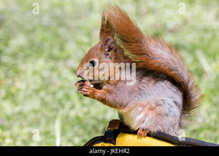 junge rote Eichhörnchen auf Tasche im Stadtpark zu sitzen und Essen Mutter closeup Stockfoto